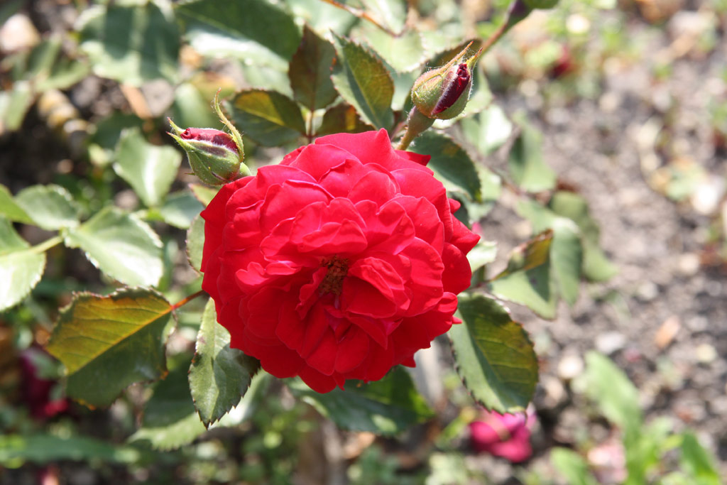 růže Dalli Dalli