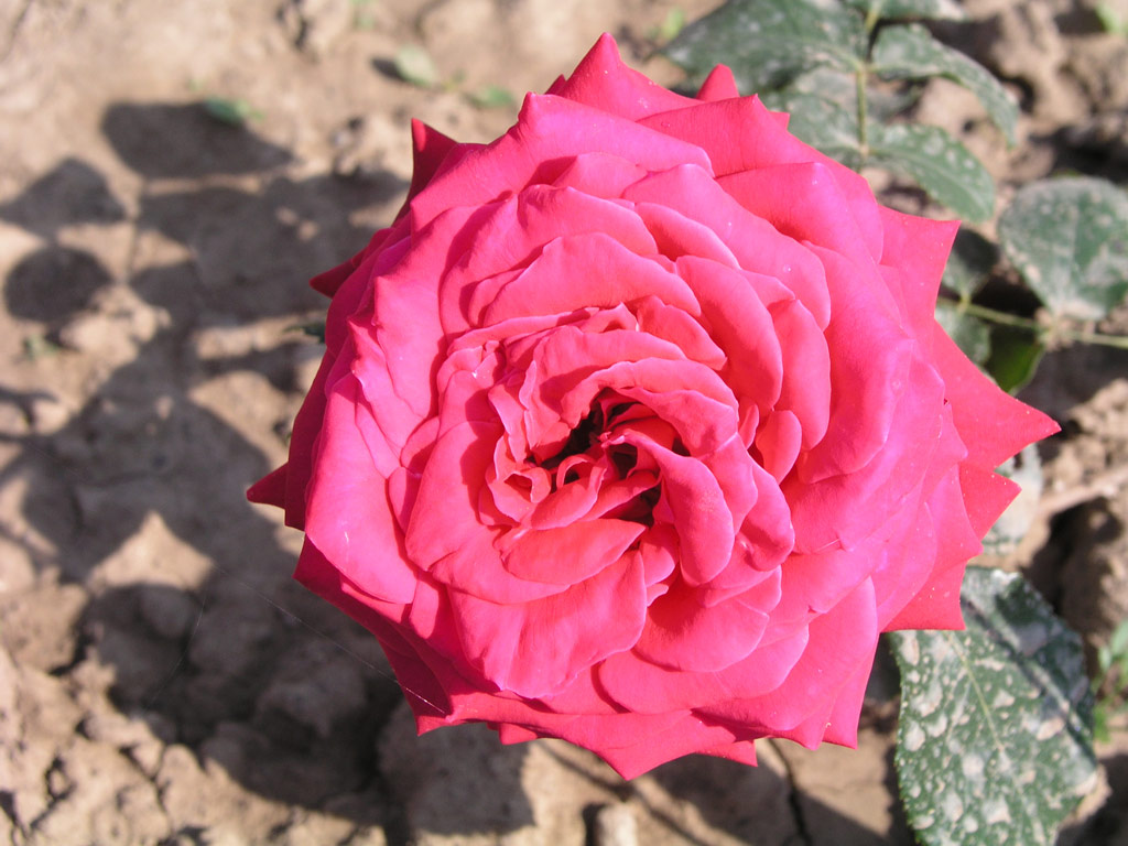 růže Dame de Coeur