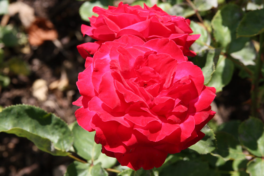 růže Dame de Coeur