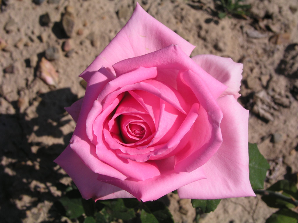 růže Dame Edith Helen