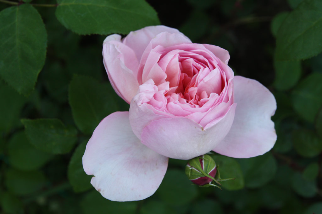 růže Dames de Chenaunceau