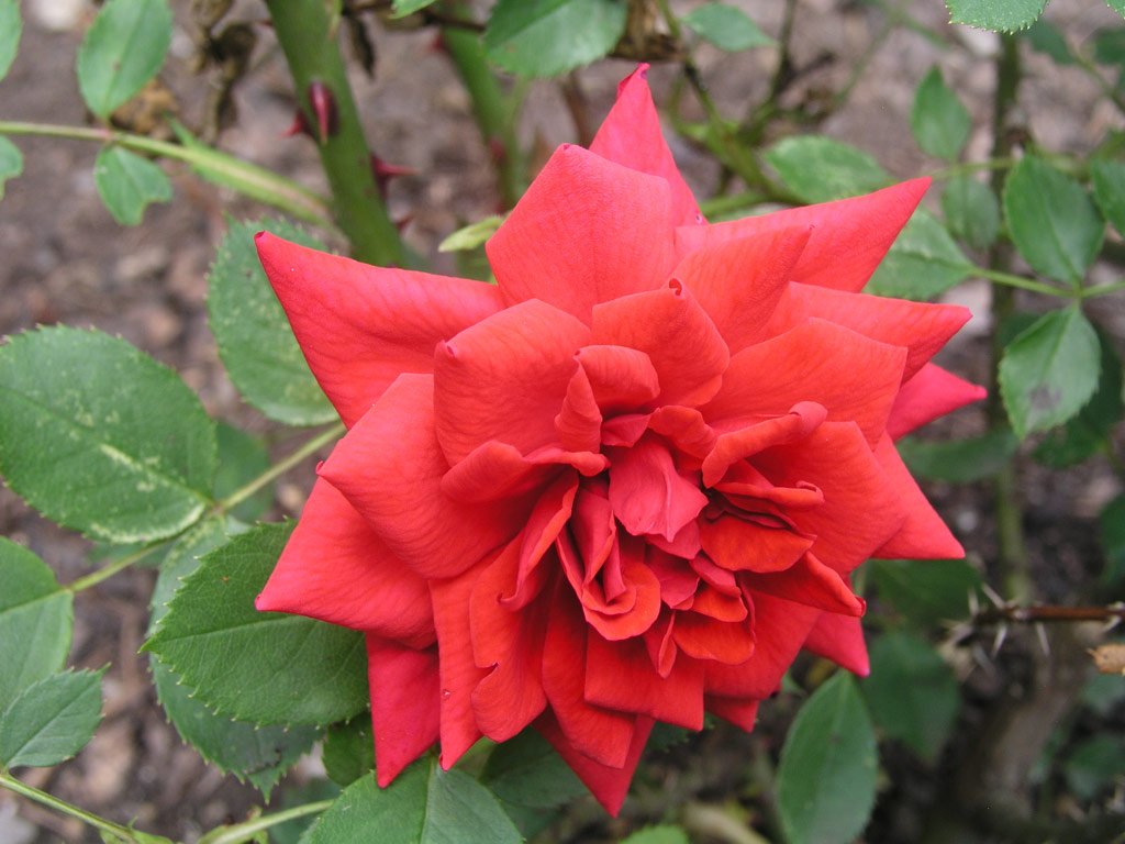 růže Dandenong