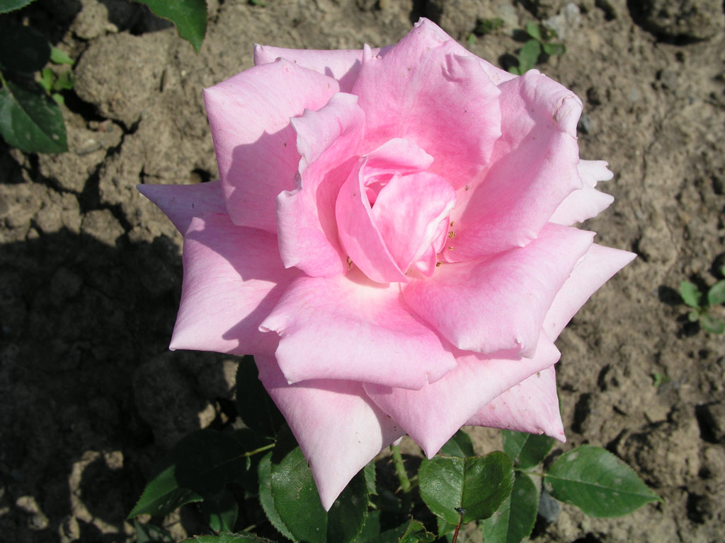 růže Danish Pink