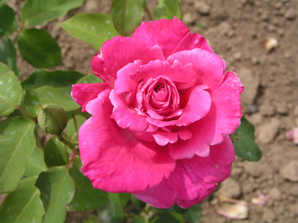 růže Danish Pink