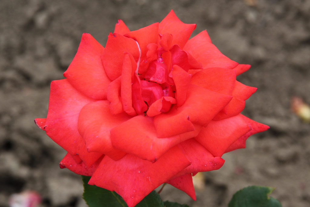 růže Danny Boy (Mc Gredy)