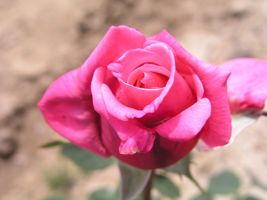 růže Daphnis