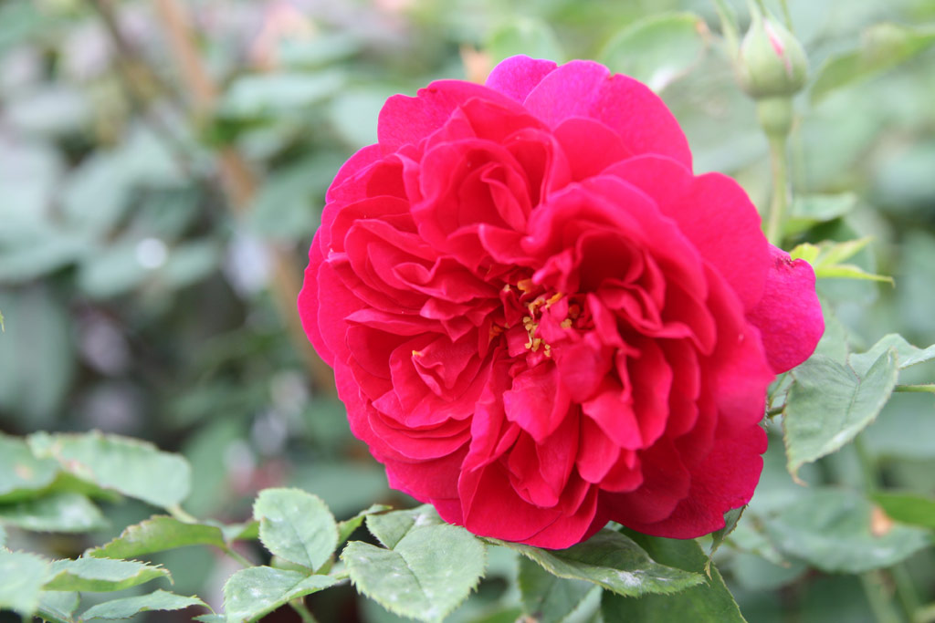 růže Darcey Bussell