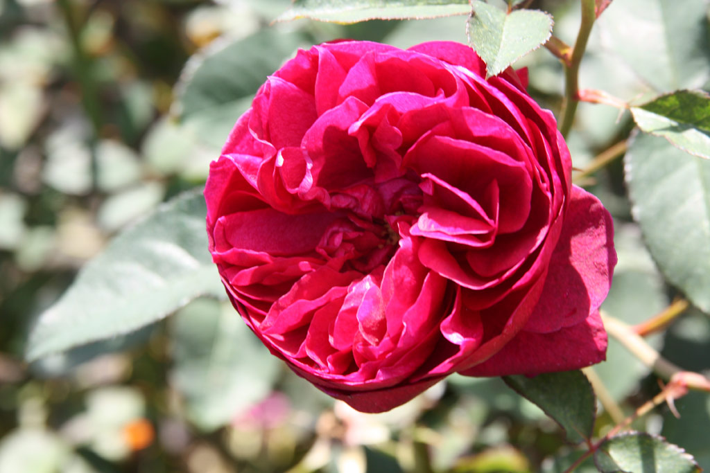 růže Darcey Bussell
