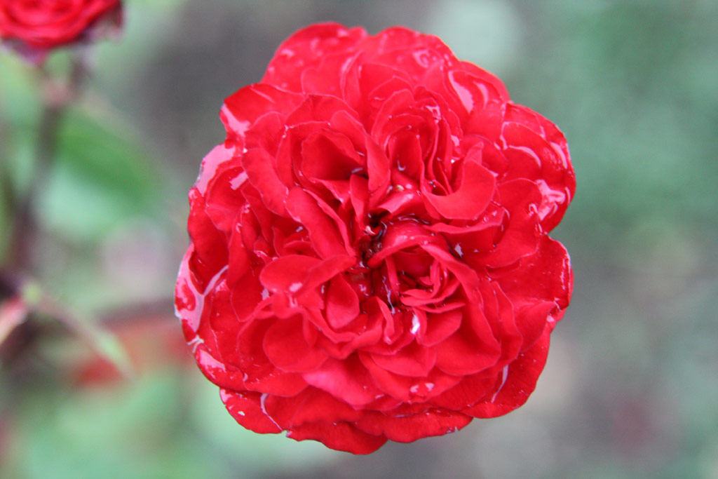 růže Darjeelingi Eml�k
