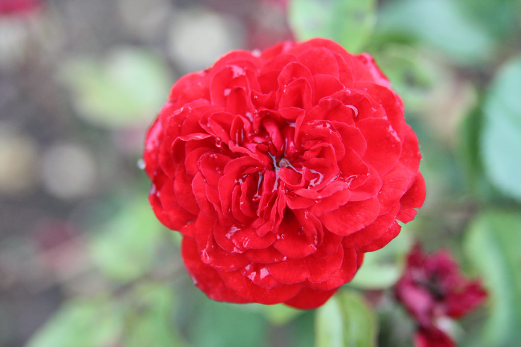 růže Darjeelingi Eml�k