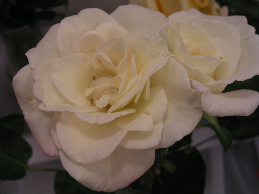 růže De Molay