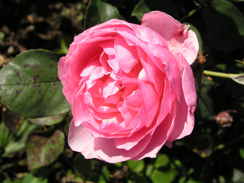 růže De Segol