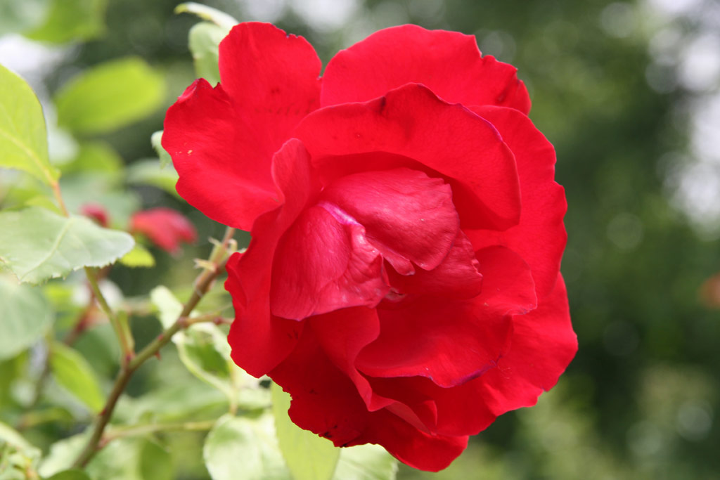 růže Decor