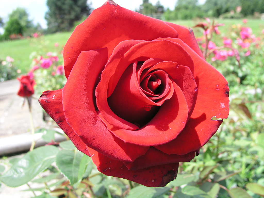 růže Delbard