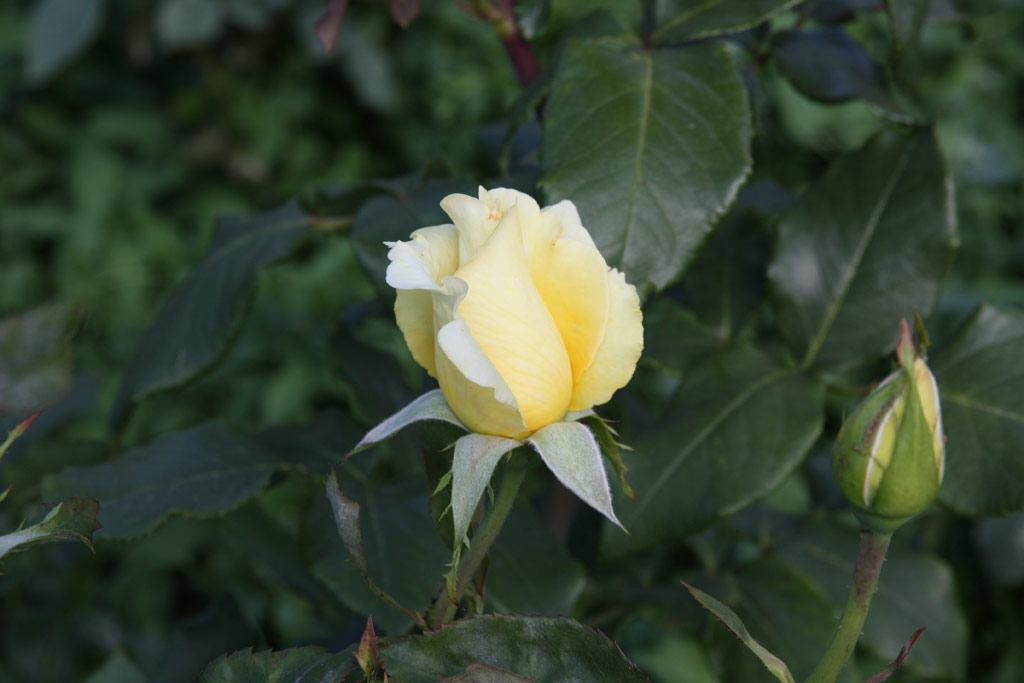 růže Delicia (1982)