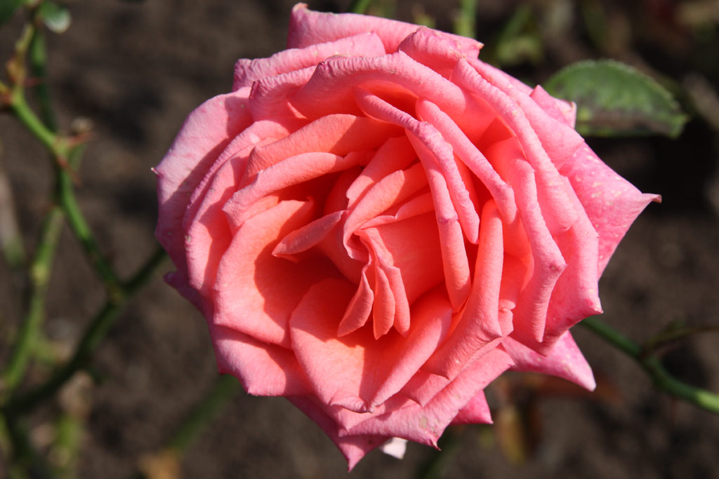 růže Denisa