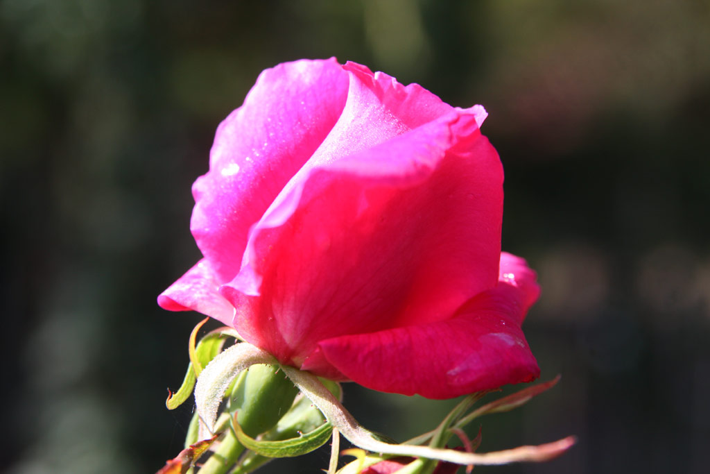 růže Deschamps