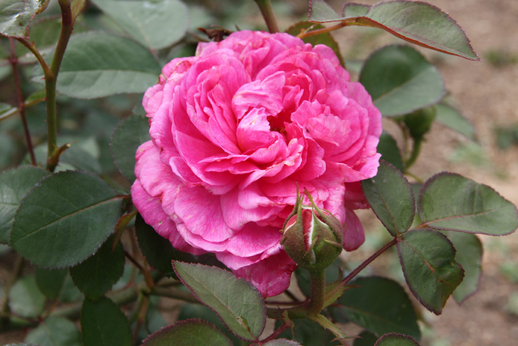 růže Desprez a Fleur Jaune