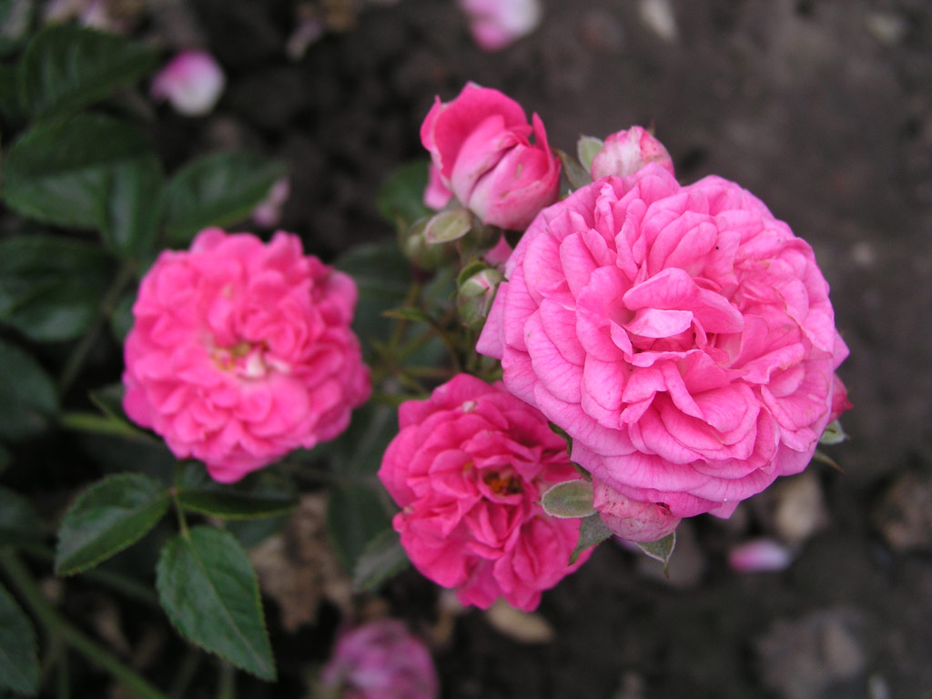 růže Deutsches Rosarium Dortmund