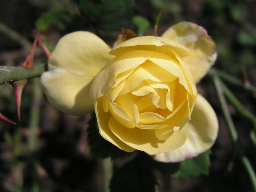 růže Diana (Speck)