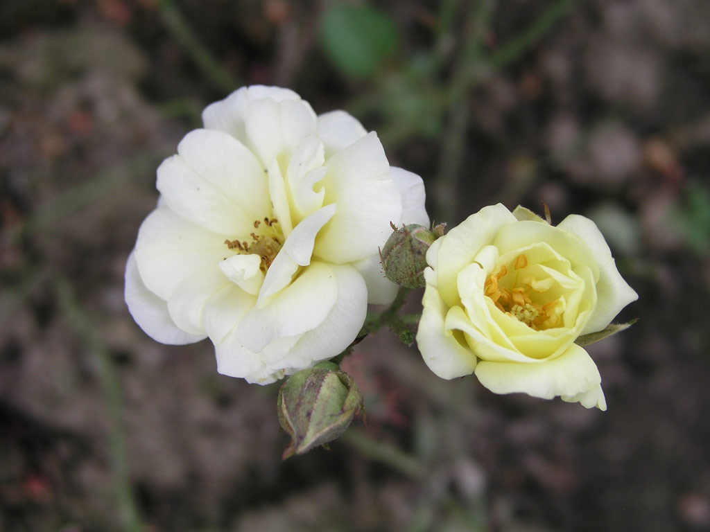 růže Diana (Speck)