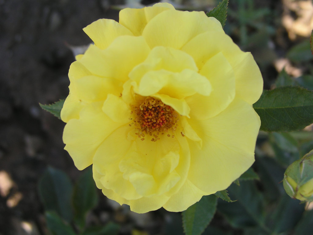 růže Diana (Tantau)