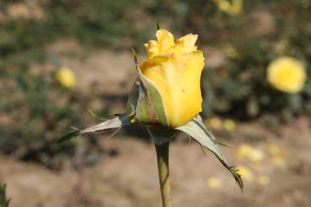 růže Diana (Tantau)