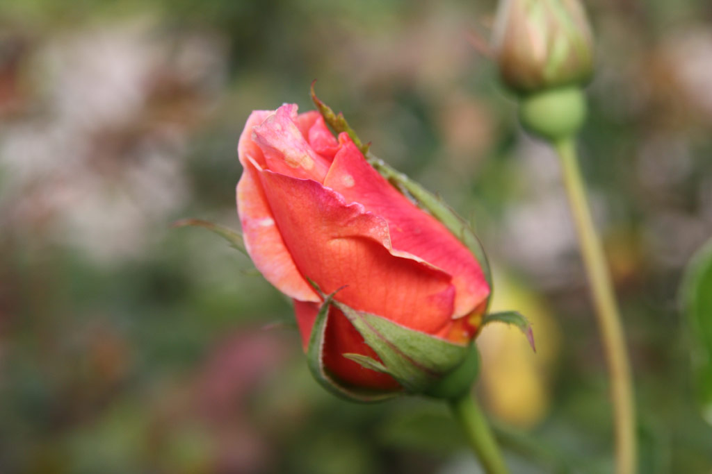 růže Diane de Broglie