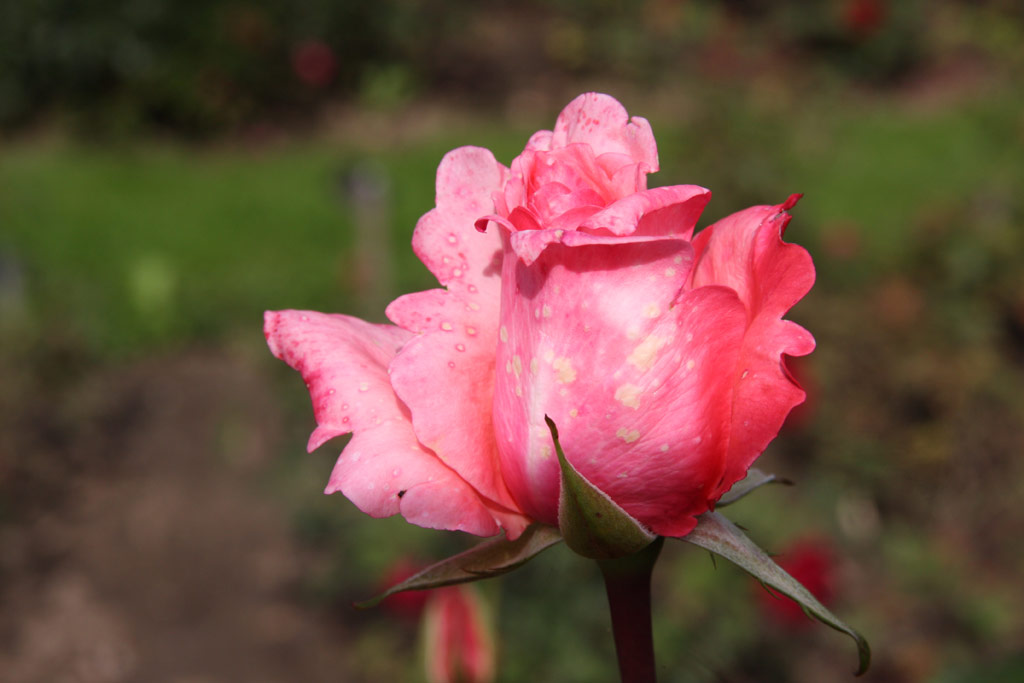 růže Diane de Poitiers
