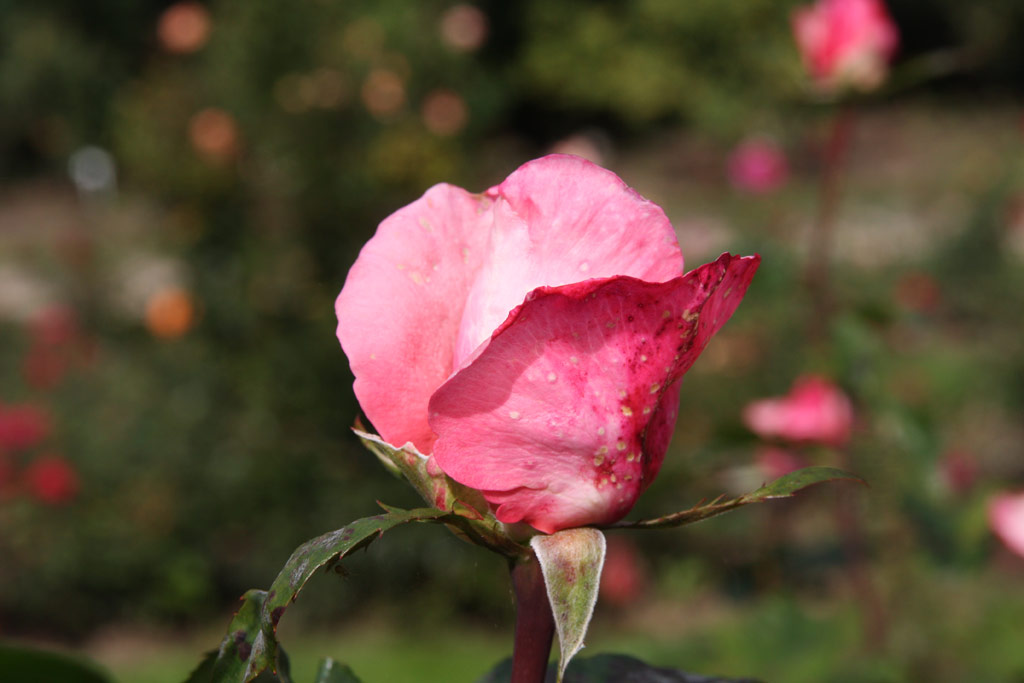 růže Diane de Poitiers
