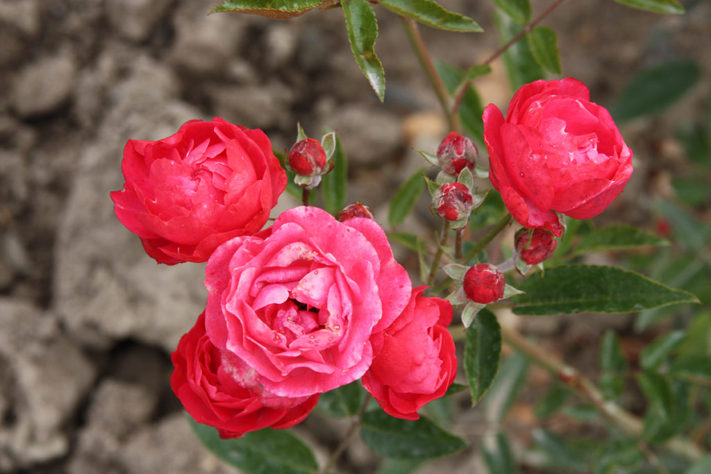 růže Dick Koster