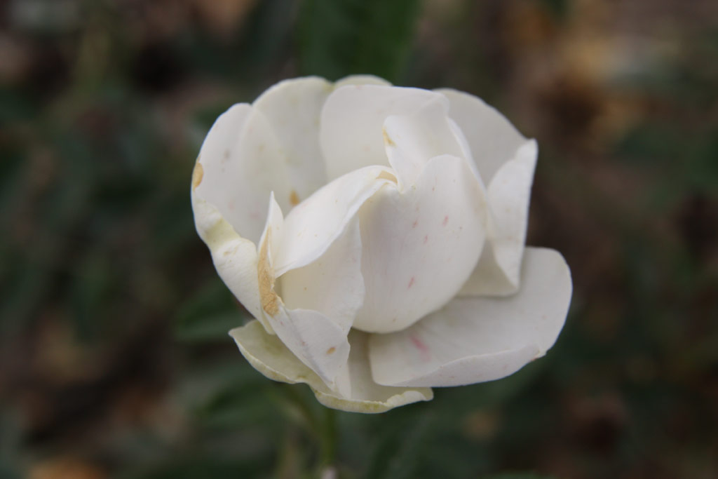 růže Dick Koster White
