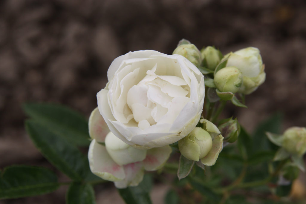 růže Dick Koster White