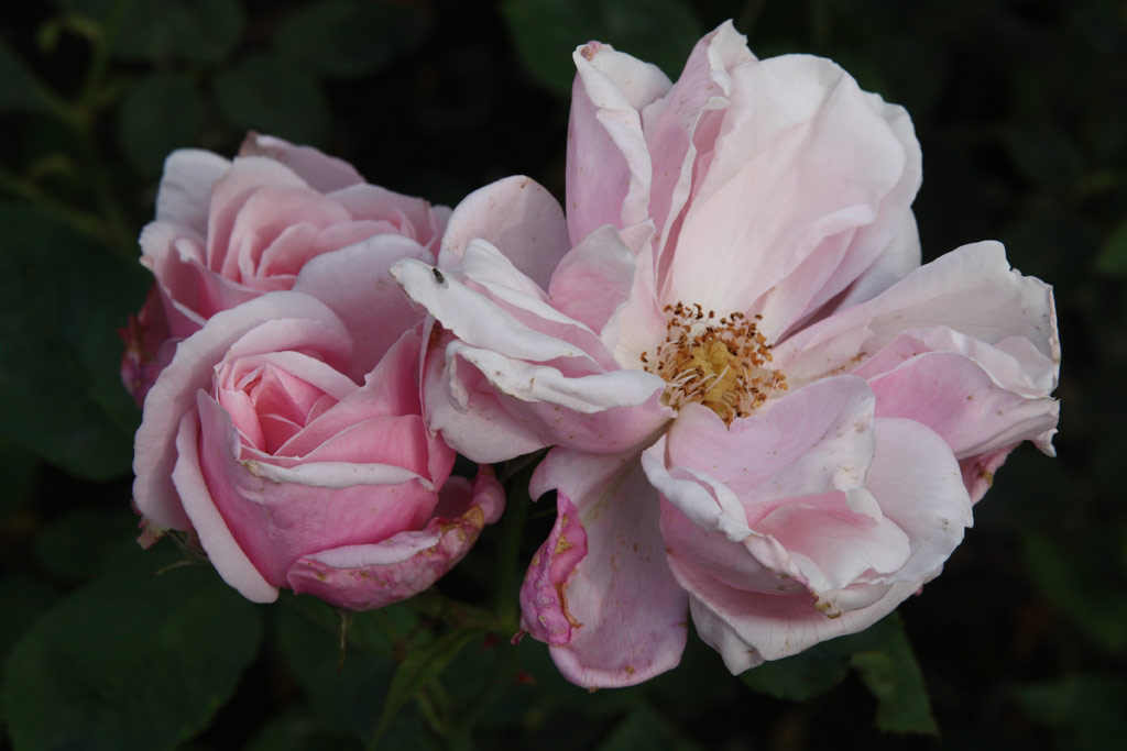 růže Die Mutter von Rosa