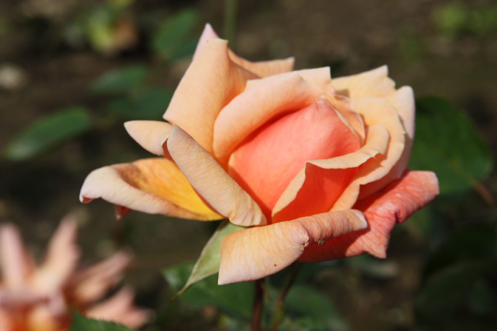 růže Dilys Allen