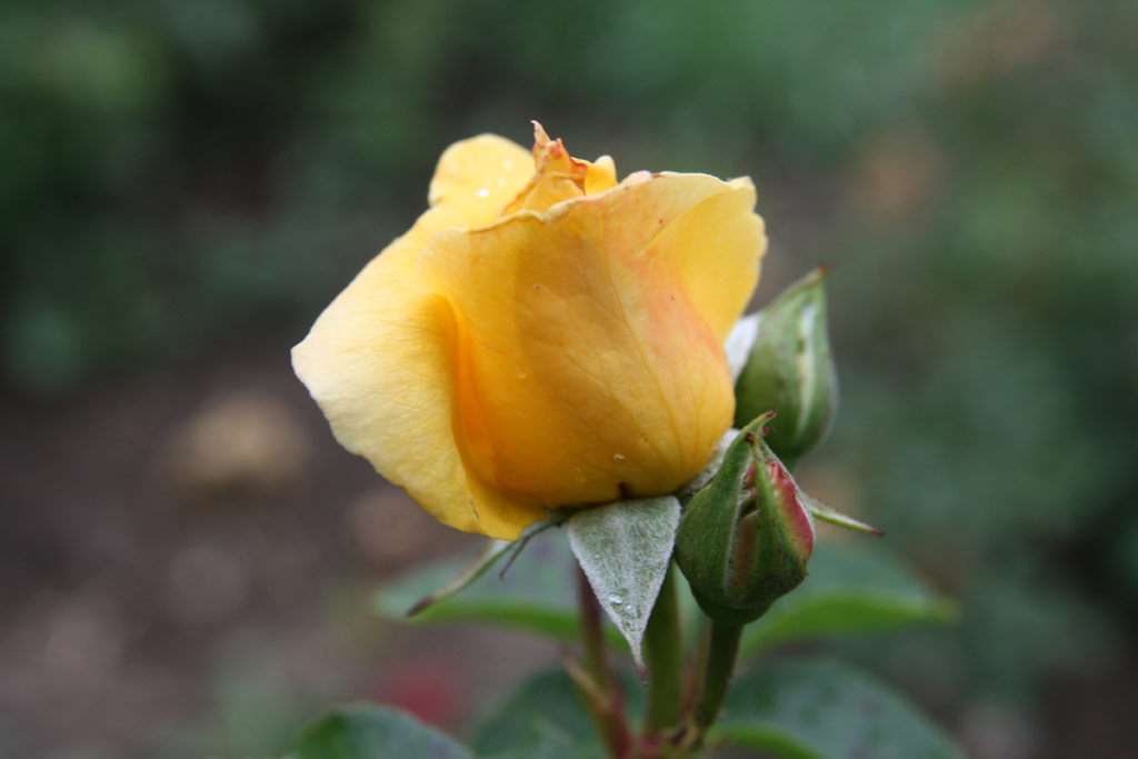 růže Disziegi Smuel Emlke