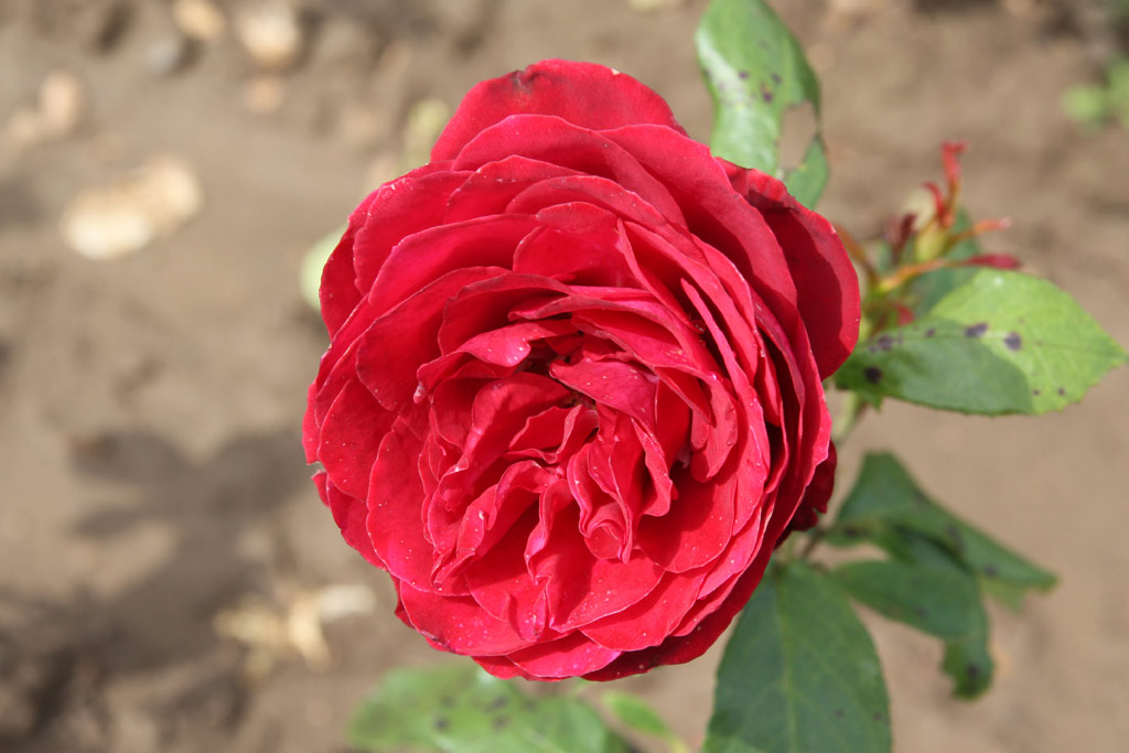 růže Doble Dona