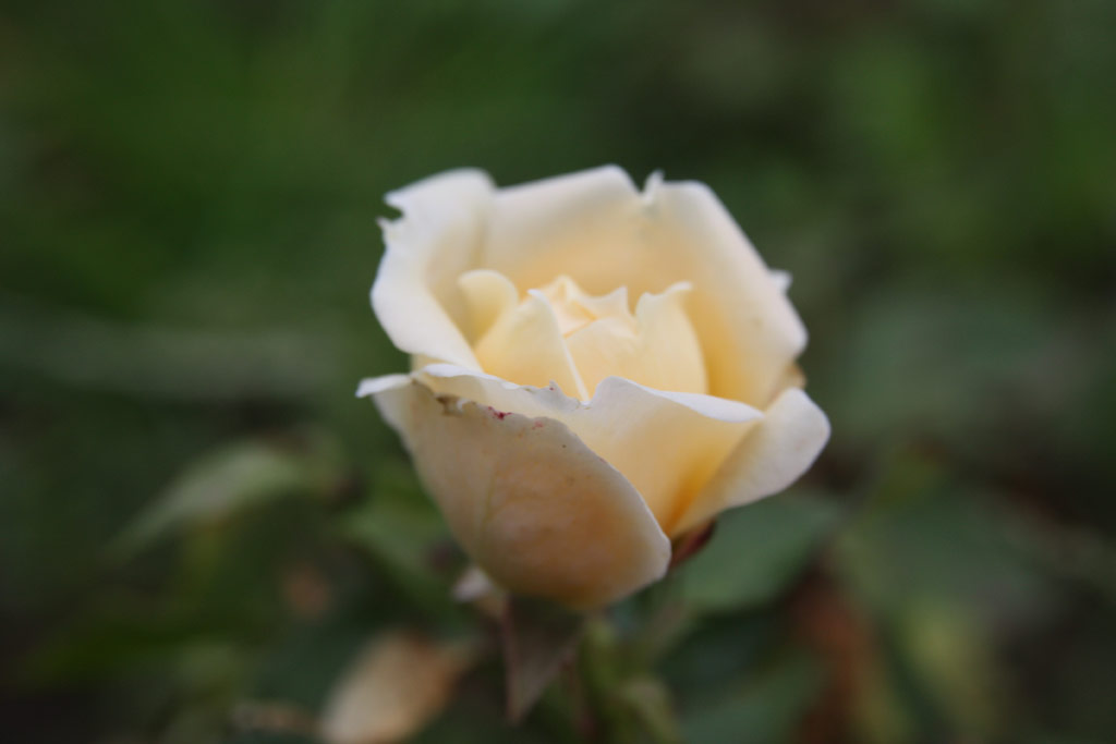 růže Dob Katica