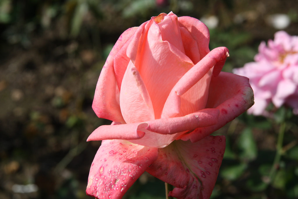 růže Dolce Vita