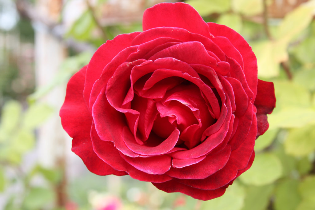růže Don Juan