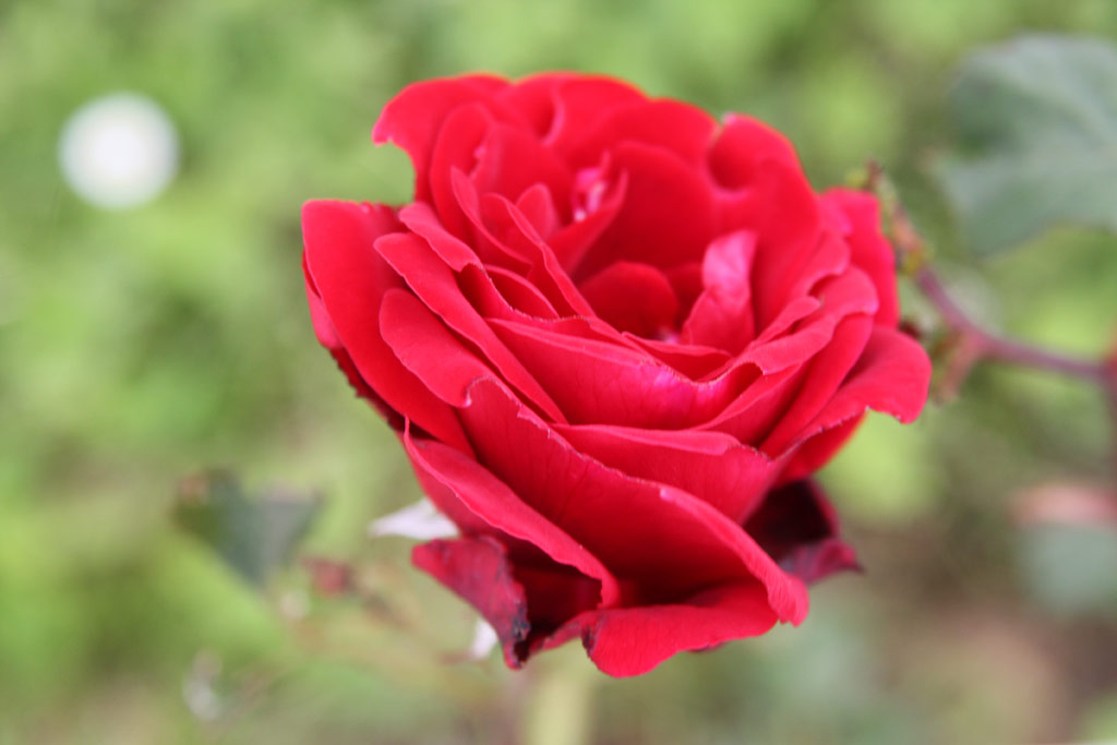 růže Don Juan