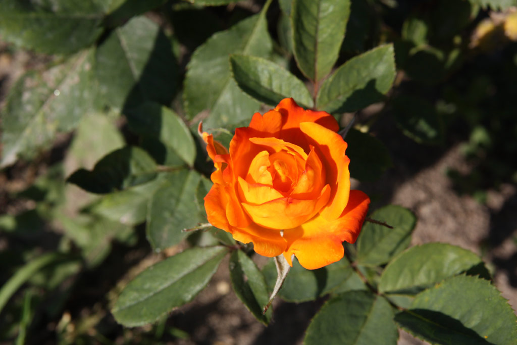 růže Donauwalzer