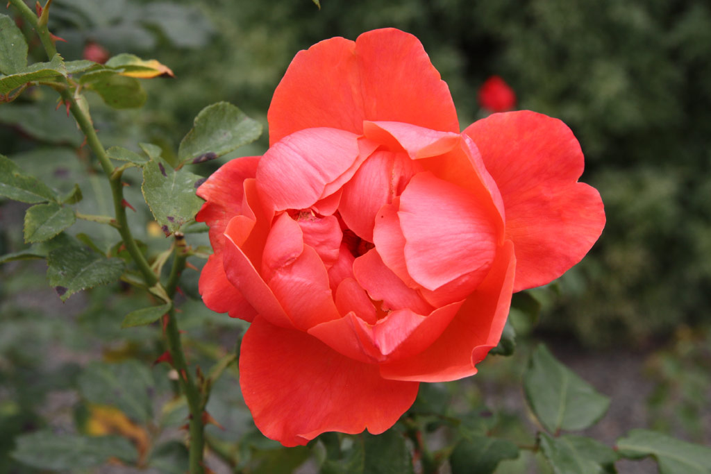 růže Dorbaye