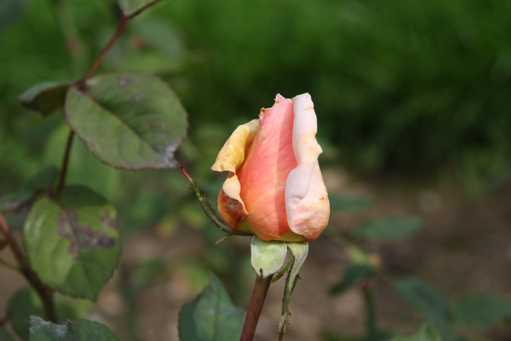 růže Doris Findlater
