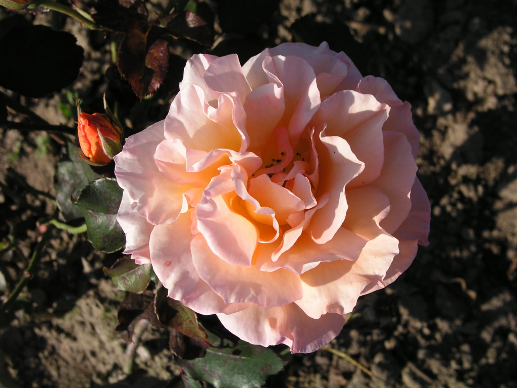 růže Doris Thysterman