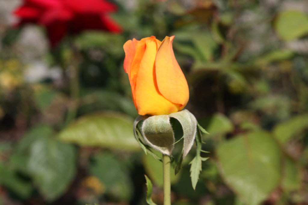 růže Doris Thysterman