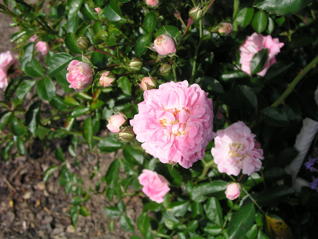 růže Dorothy Perkins