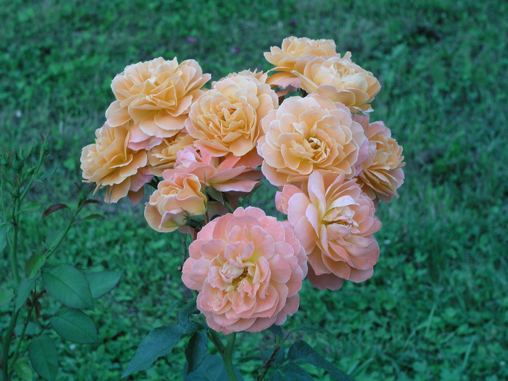 růže Dorrit