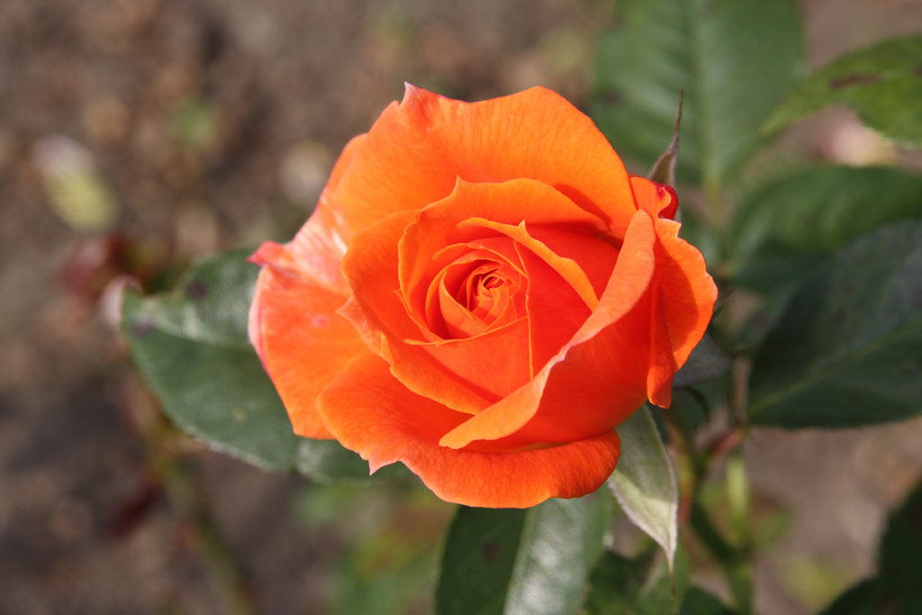 růže Dorrit