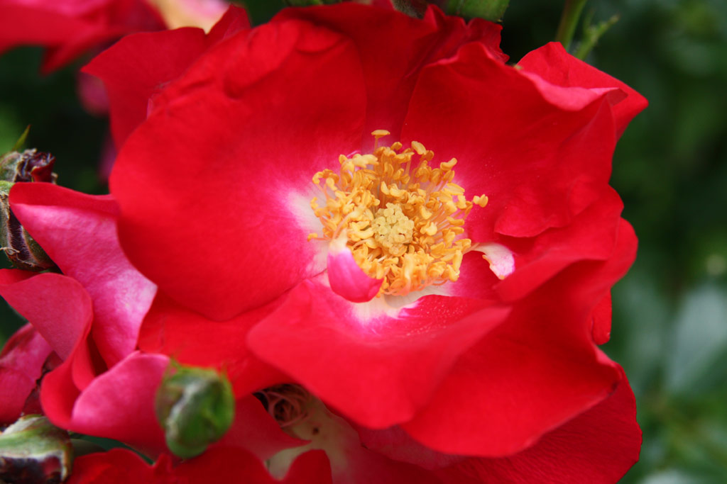 růže Dortmund